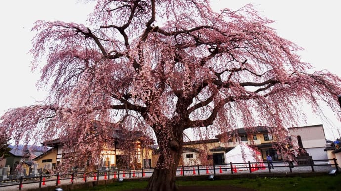 法亀寺の「しだれ桜」2021