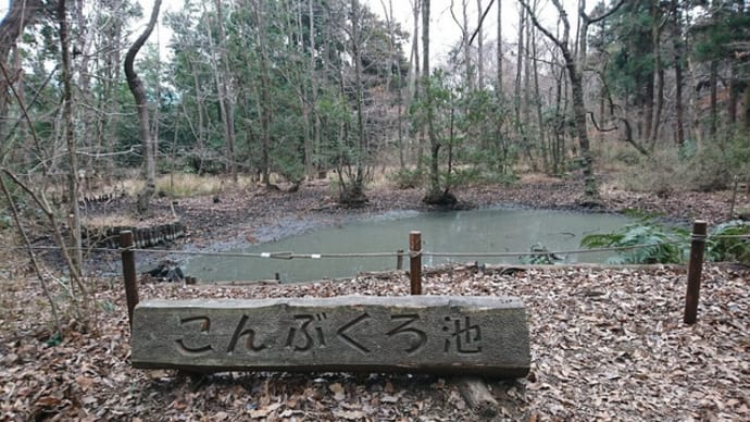 春待つ森を歩く