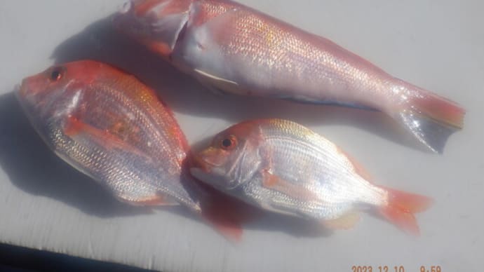 昨日釣魚下処理 アマダイ・レンコ(キダイ)