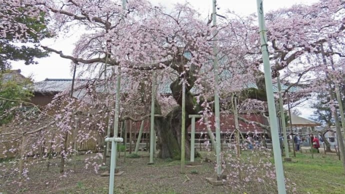 龍ヶ崎 般若院の約500年の枝垂れ桜