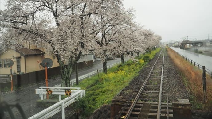 栃木県の真岡鉄道に乗ってみました。 沿線の桜が満開でした。