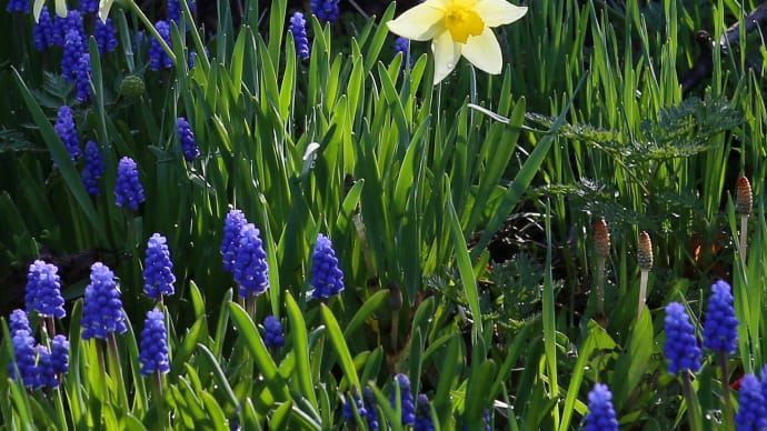 北海道の春から初夏の花、水仙2-1