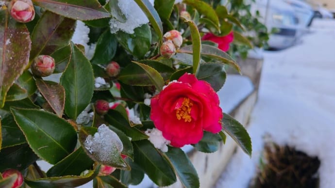 2024年1月 雪