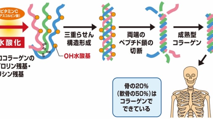 【ビタミンC】老化を早める1日摂取量