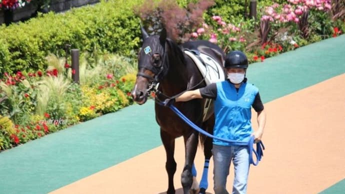 頑張れ!3歳未勝利戦4