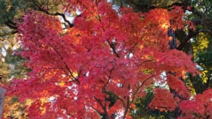 紅葉🍁真っ盛りの宇治平等院近@2019 11 23撮