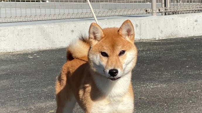 里親募集中!新しい飼い主さん募集中!2023.3.20生 柴犬メス