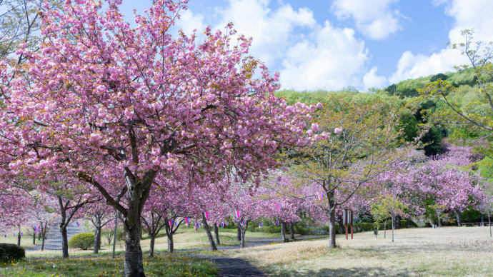 八重桜 最終