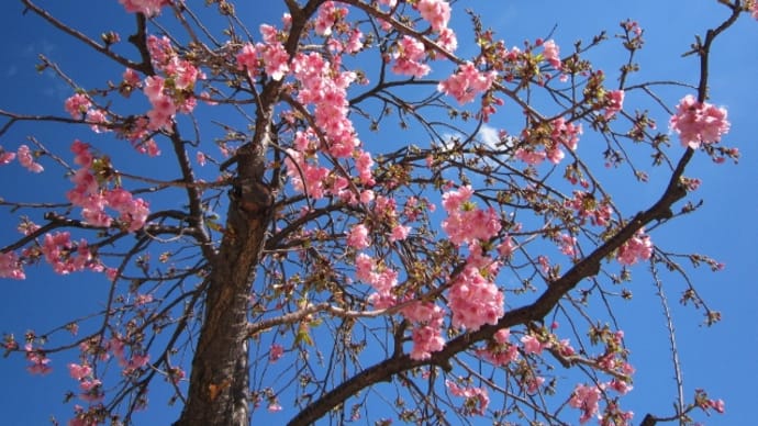 河津桜が 咲きました^^)/
