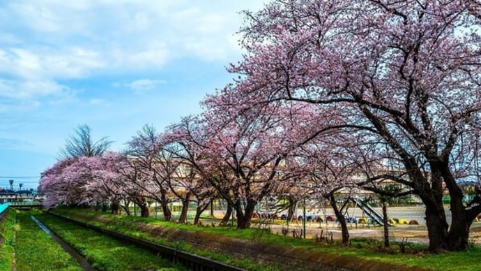 2023年4月8日　上尾東小学校の桜