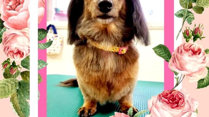 🐶 動揺しちゃって❕❕ ま。。。迷子になっちゃった💦