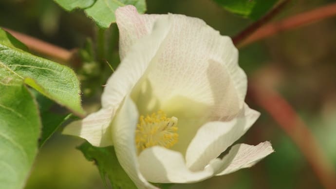 薬草園の花々