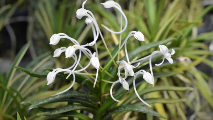 奄美風蘭の花