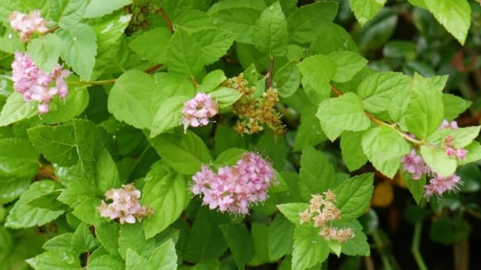 返り咲く花と除草は続く