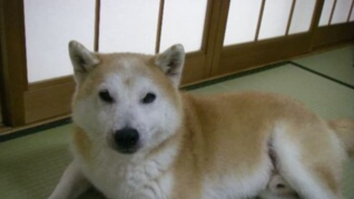 28回目のシャンプー終了、ここを乗り越えたいところ!