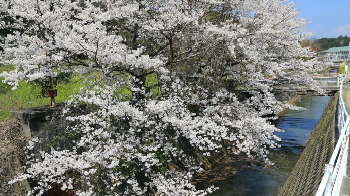 【 桜とサロンカーなにわ 】