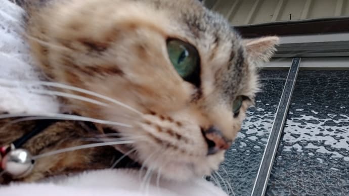 2023/3/20のタマ❣️