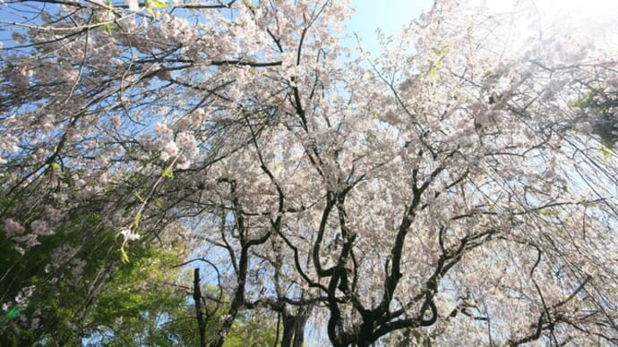 広角レンズでワイドに撮影(妙心寺)