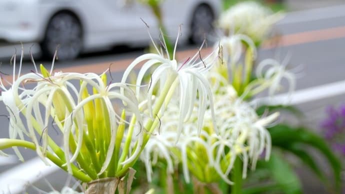 街中のハマユウ