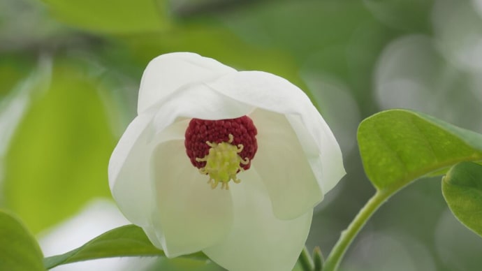 オオバオオヤマレンゲが咲き出した京都府立植物園にて(PartⅠ)