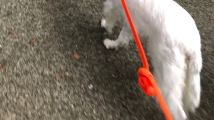 ツルニンジン咲きました