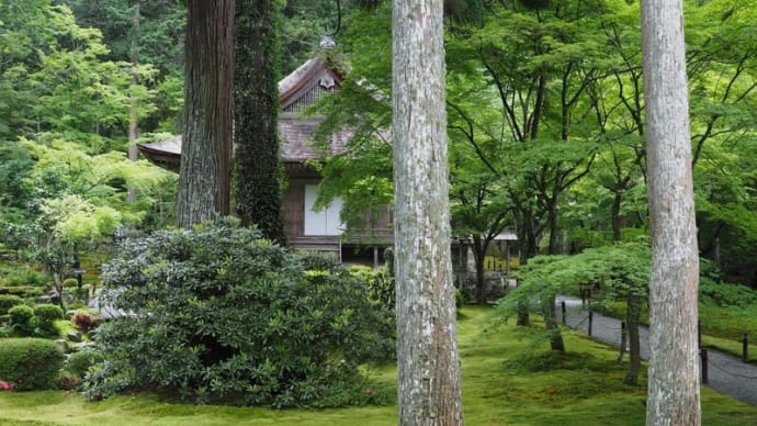 京都青もみじの頃 三千院 2019/6/12