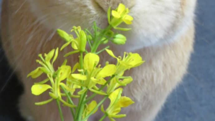 ちょっとだけ、むぎまる君 2020(その15)新鮮菜の花、むぎまる君
