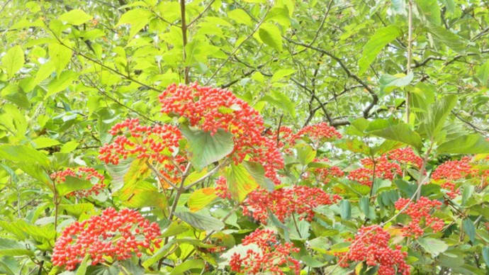 公園散策