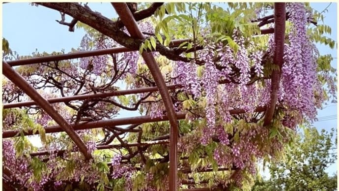 大阪 近くの公園の藤の花