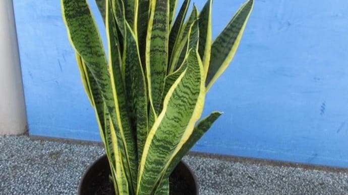 サンスベリア8寸鉢(縦90cm横30cm)を入荷致しました。(開店祝・自宅用)