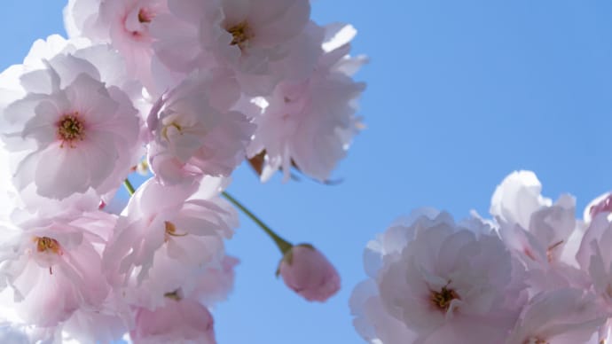 八重桜