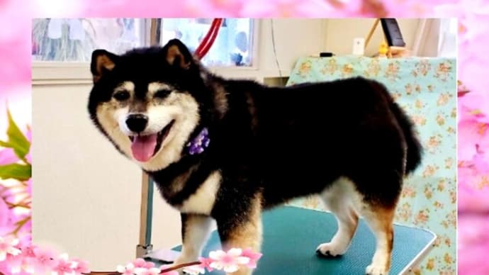 🐼 レッサーパンダの仲間入り❓