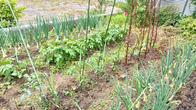 家庭菜園 夏野菜苗の定植