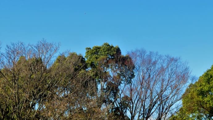 飛行機と、はりはり漬け