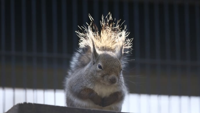 井の頭公園