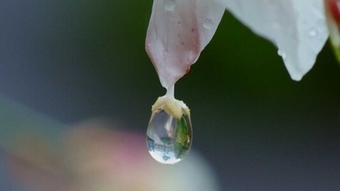 ●我が家の７月の花（7）雨のしずく　ハクチョウソウ　コムラサキ　エキナセア　千日紅　コムラサキ　オリヅルラン　テントウムシの蛹　