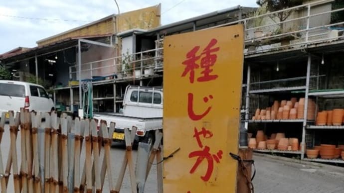 種じゃが入荷!