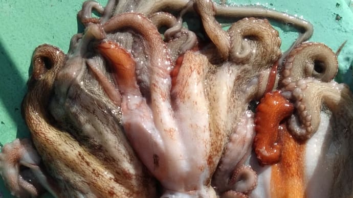右舷のタコは、やりづれぇ…
