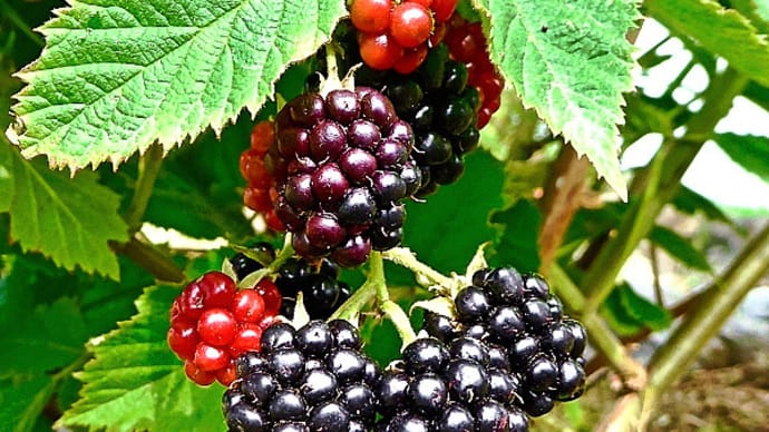 我が家の猫額庭園で、遅れ馳せながらブラックベリーの果実が色づき始めました