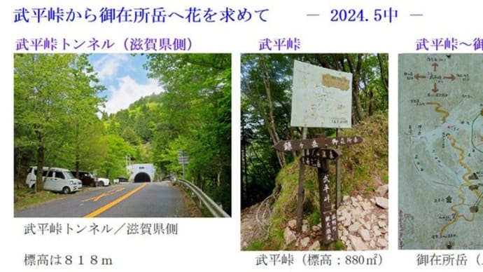 御在所岳へ、花を求めて - 2024.5中 -