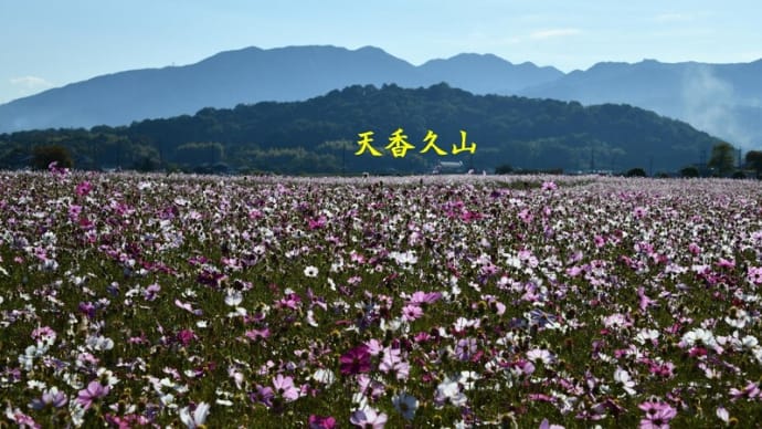 天香久山 藤原京跡のコスモス