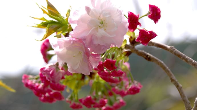 桜紀行で五ヶ所へ (南伊勢町)