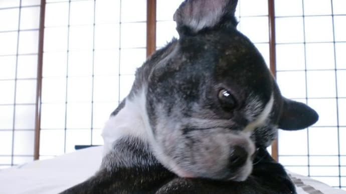 隊長。シャンプーしようね。