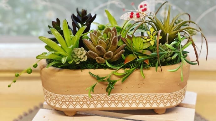 多肉植物とオルネアクセサリー