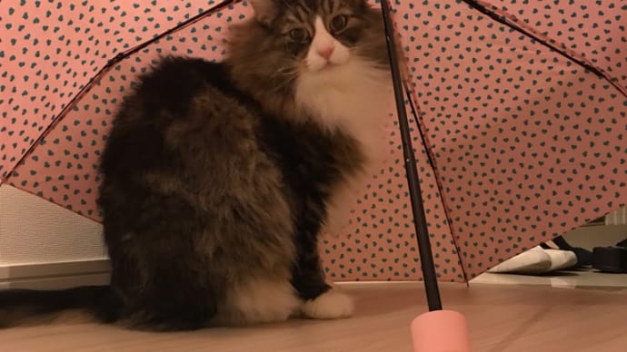 傘猫