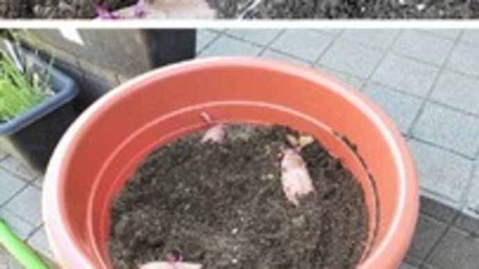 水耕栽培のサツマイモを大型の鉢に植え替えました