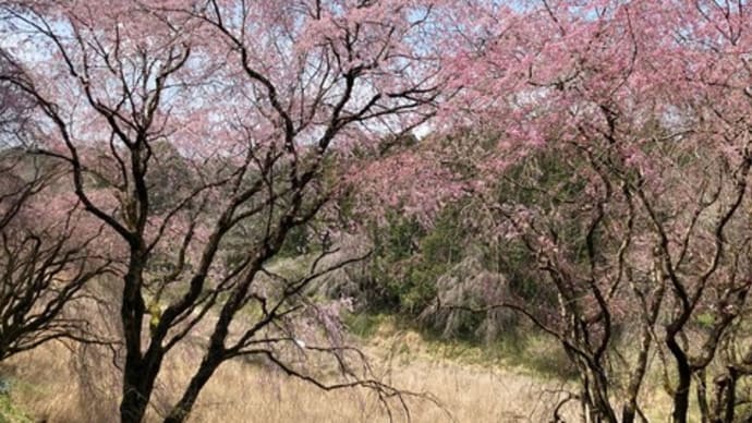 竜田山の桜は3分咲き?