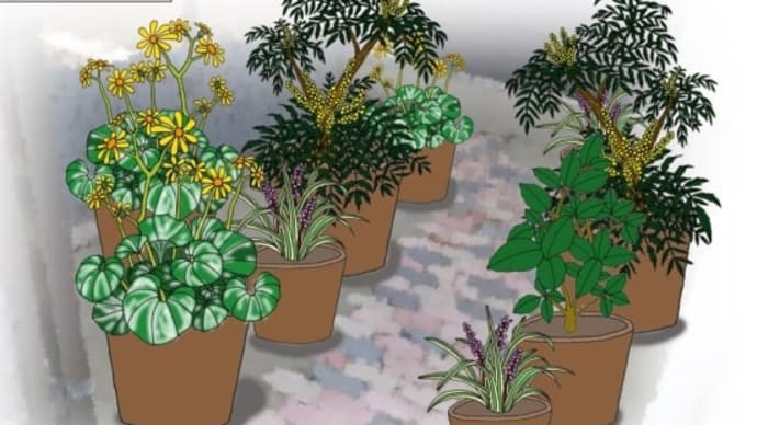 ツワブキの葉芸に惹かれ。