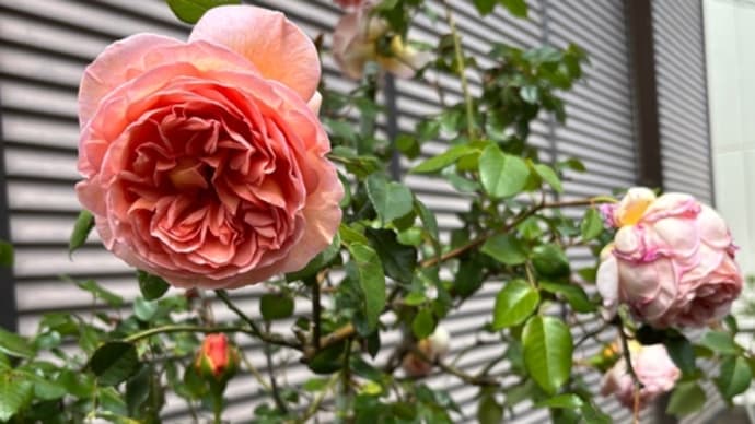 「薔薇の香り」