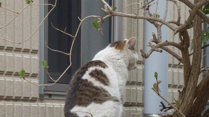 野良ネコのお尻